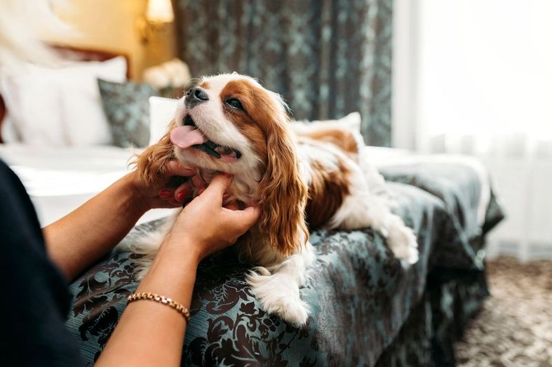 Cavalier King Charles Spaniel