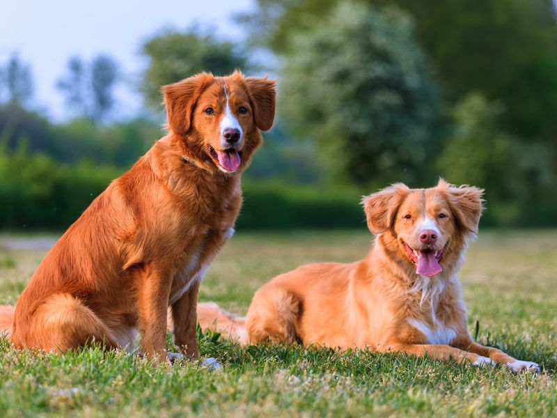 Nova Scotia Duck Tolling Retriever