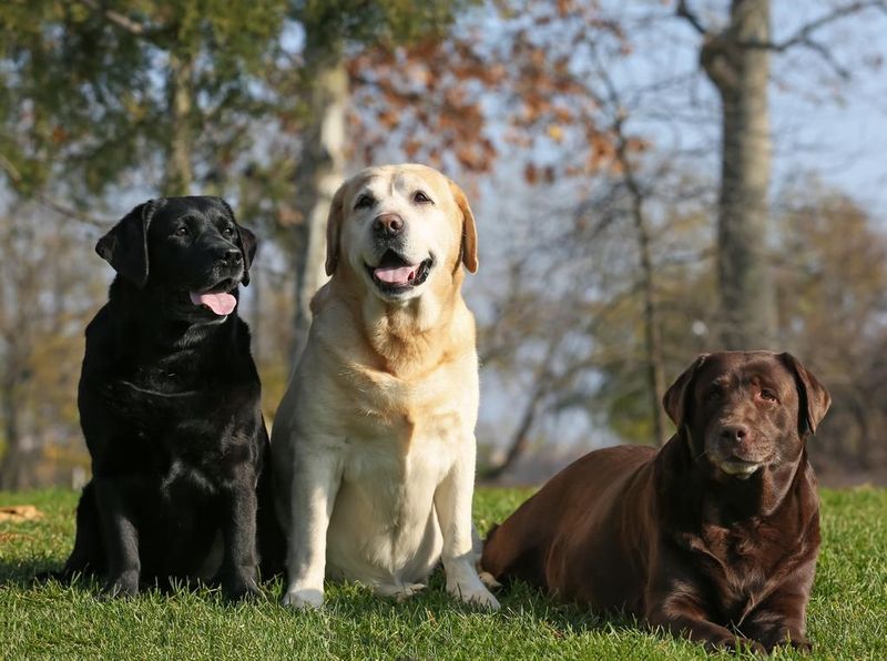 Labrador Retriever