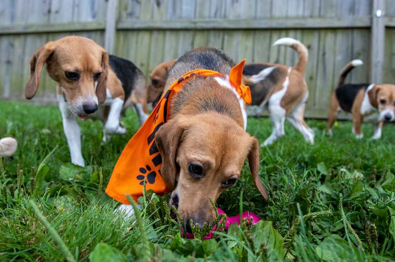Beagle