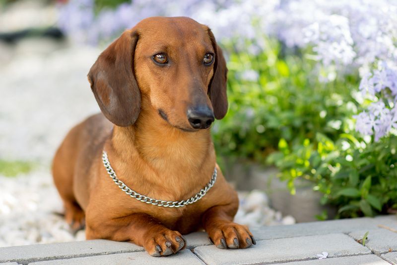Dachshund