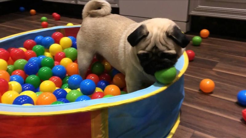 Pug