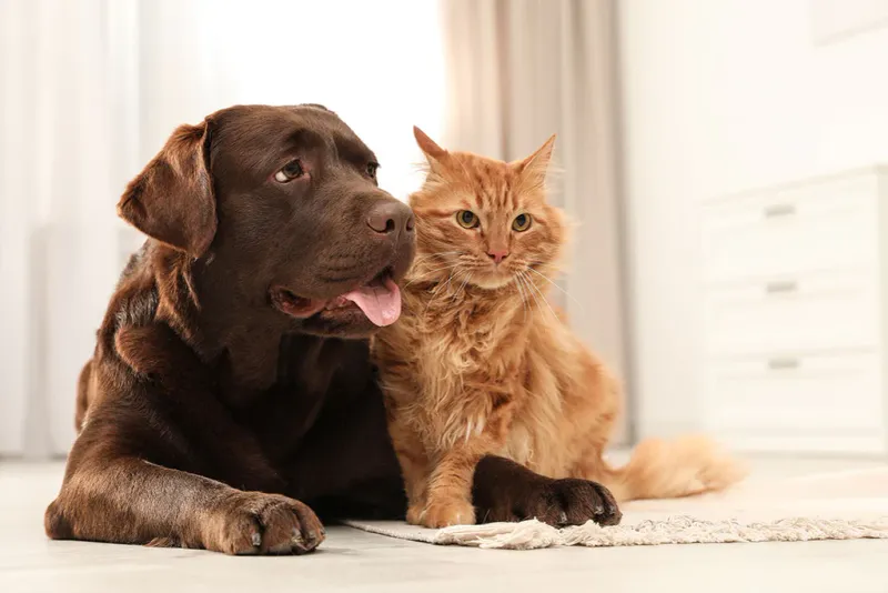 Labrador Retriever