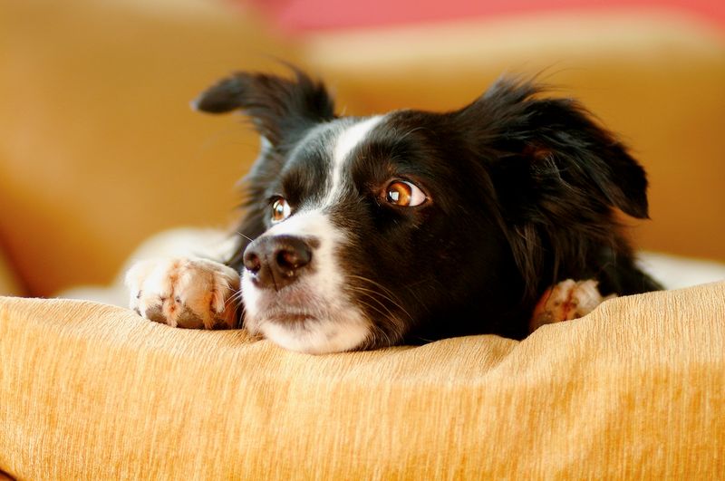 Border Collies