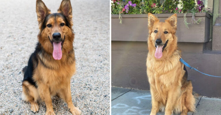 Golden Shepherds: The Pros And Cons Of This Unique Hybrid Breed