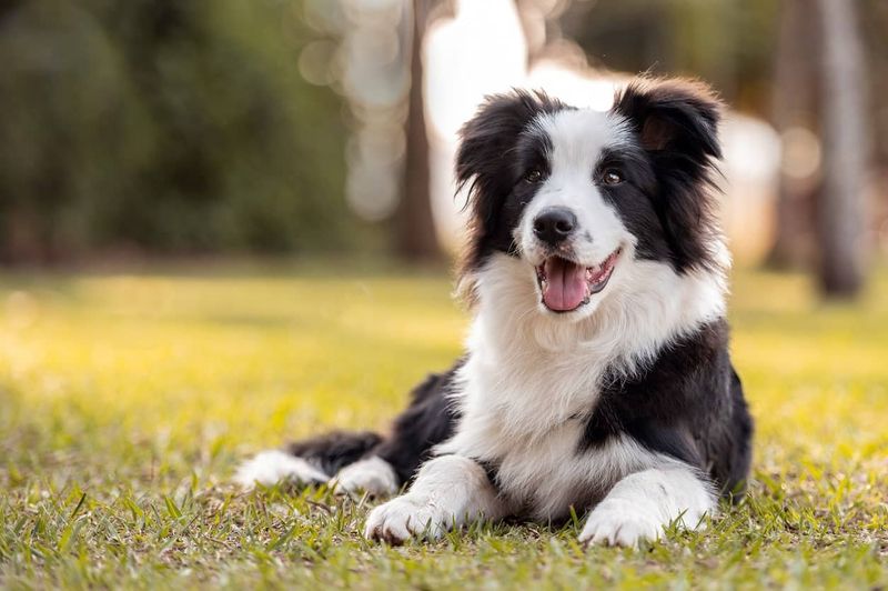 Border Collie Mix