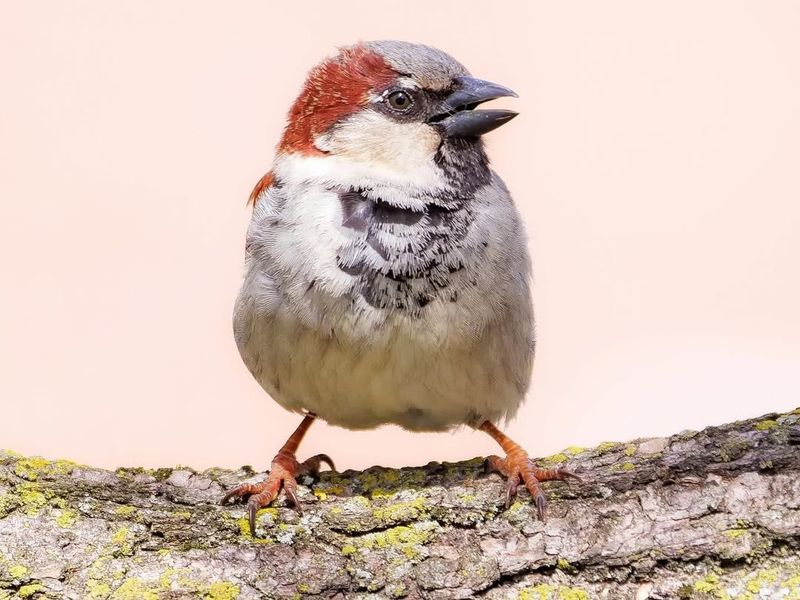 House Sparrow