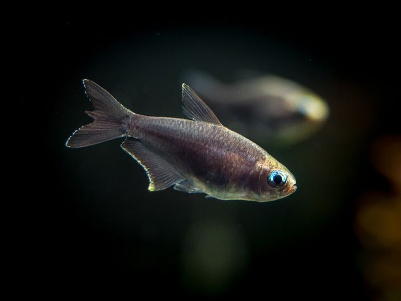 White Cloud Mountain Minnow