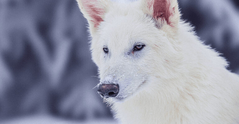 Good Idea Or Bad Idea? 15 Thoughts On Cloning Extinct Predators
