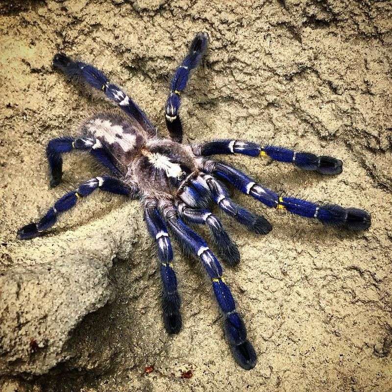 Gooty Sapphire Tarantula