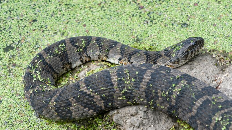 Water Snake