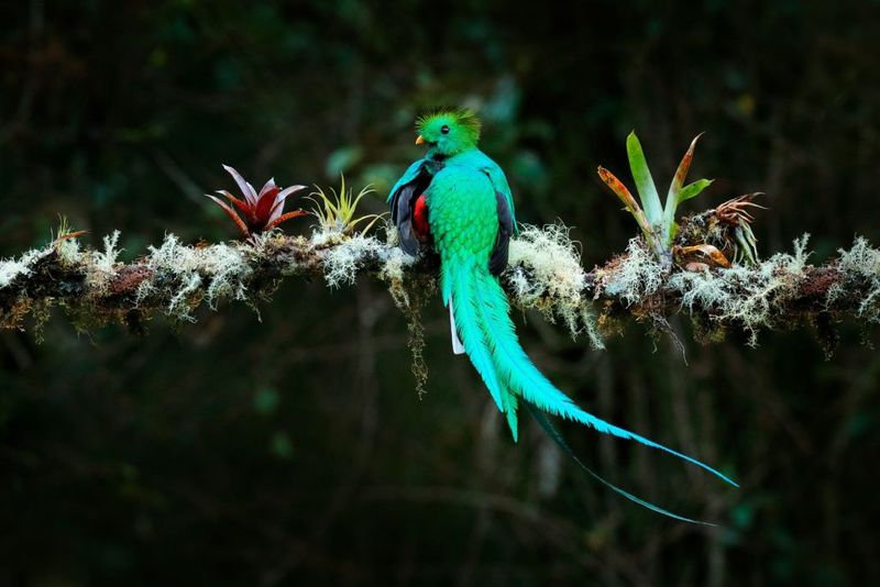Quetzal
