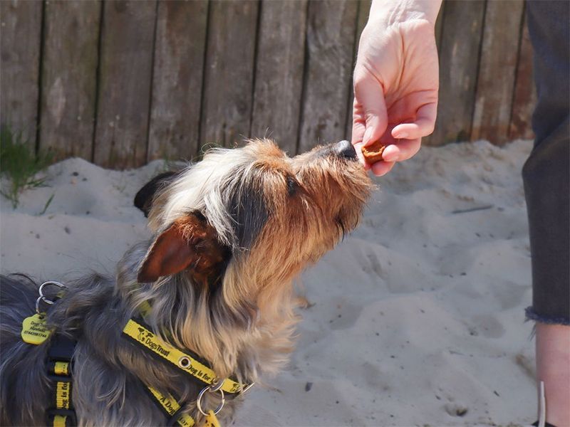 Reward Calm Behavior