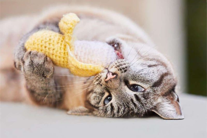 Use Clicker Training For Fun And Bonding