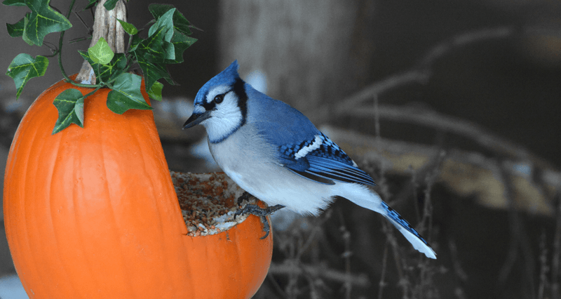 Pumpkin Seeds