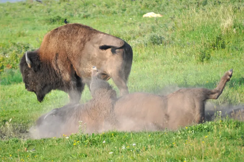 Dust Bath Security