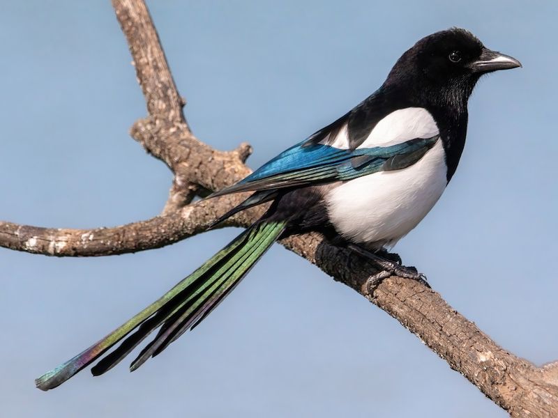 Eurasian Magpie