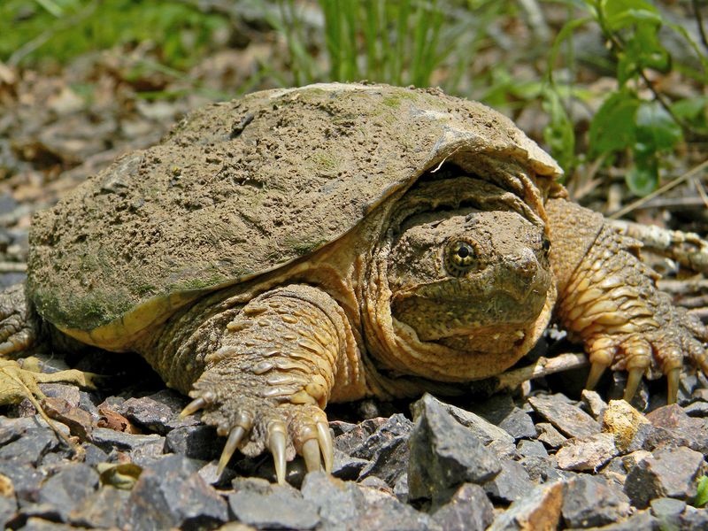 Common Snapping Turtle