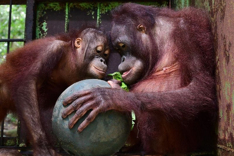 Orangutans