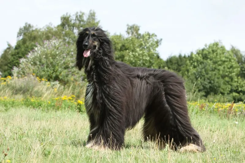 Afghan Hound