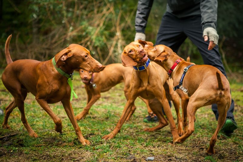 Vizsla