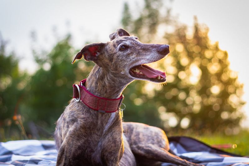 Greyhound