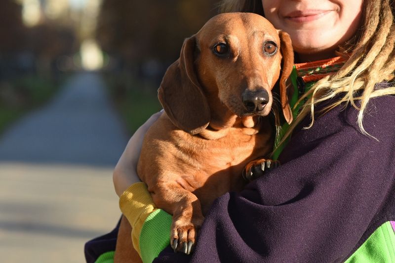 Dachshund