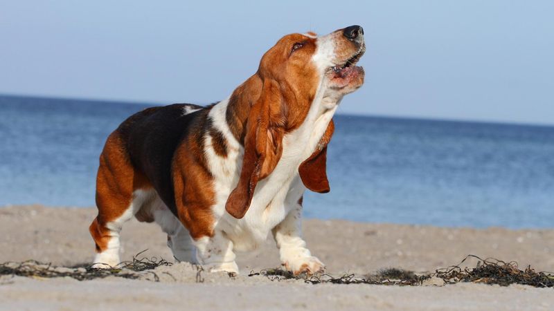 Basset Hound