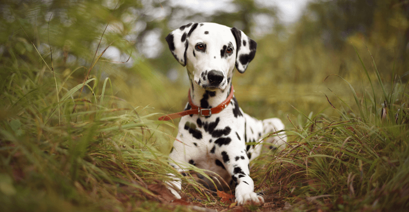 Dalmatians: More Than Just Fire Station Mascots