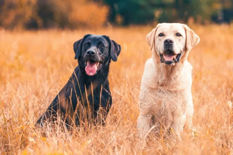Labrador Retrievers