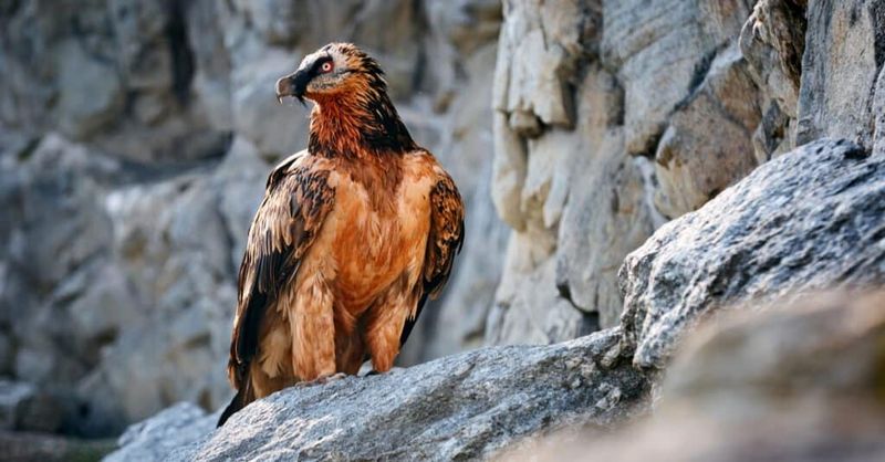 Lammergeier