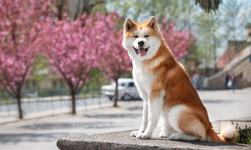 Akitas