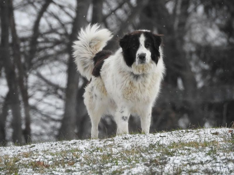 Karakachan