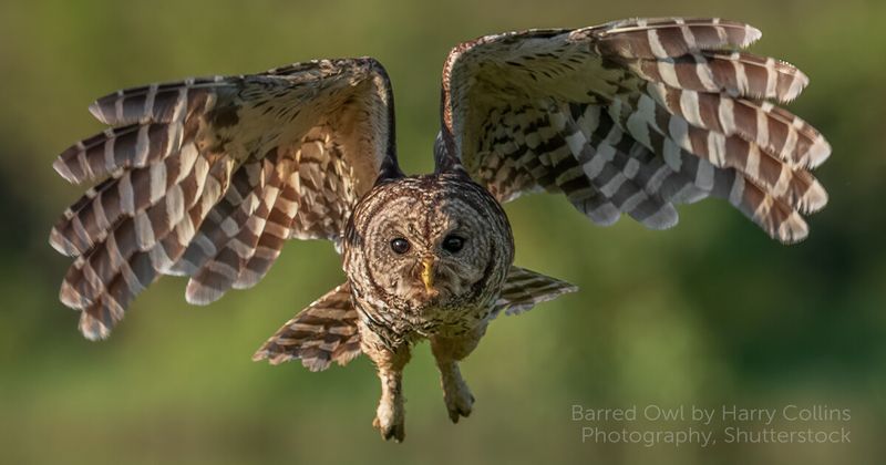 Barred Owl