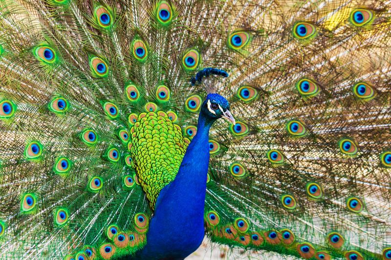 Indian Peafowl