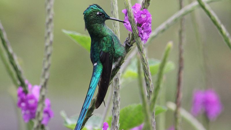 Hummingbird