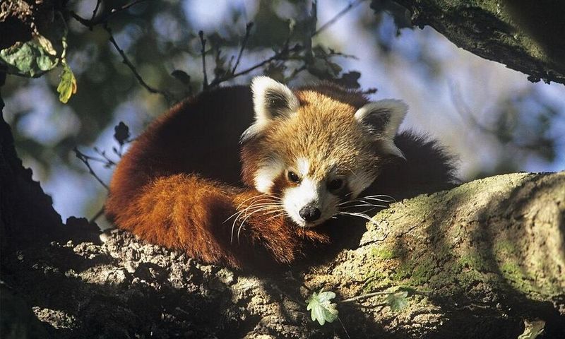 Red Panda