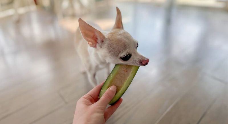 Cucumber