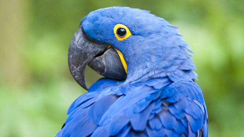 Parrot