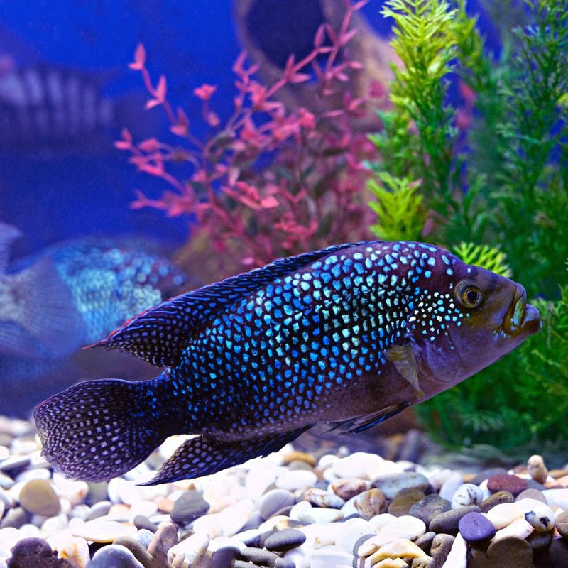 Jack Dempsey Fish