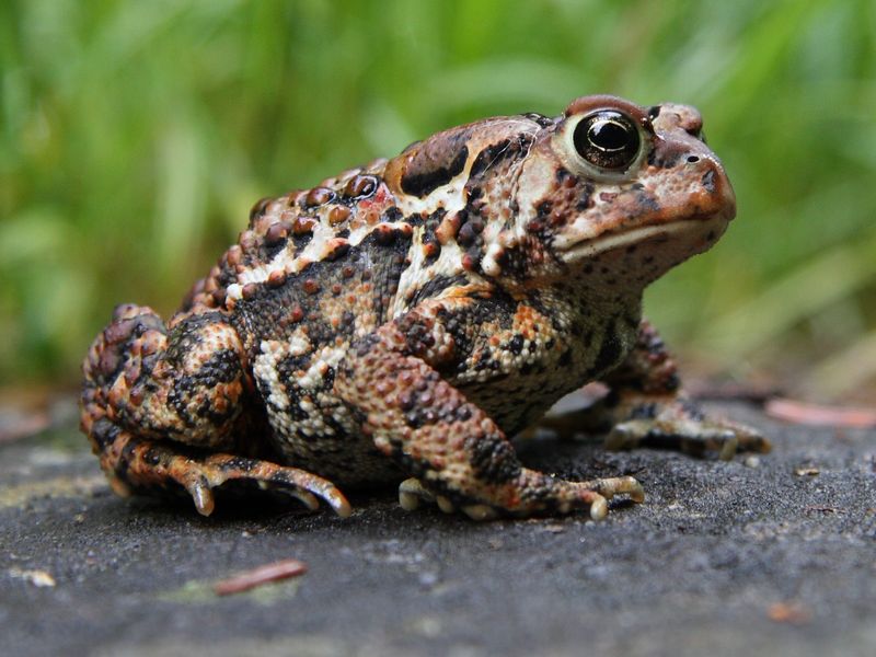 American Toad