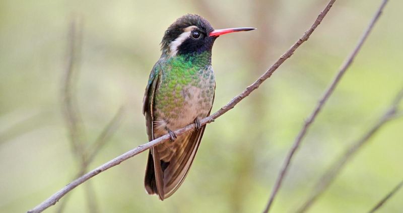 White-Eared Hummingbird