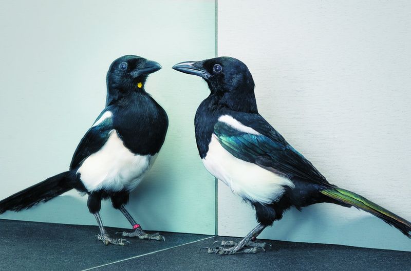 Eurasian Magpie