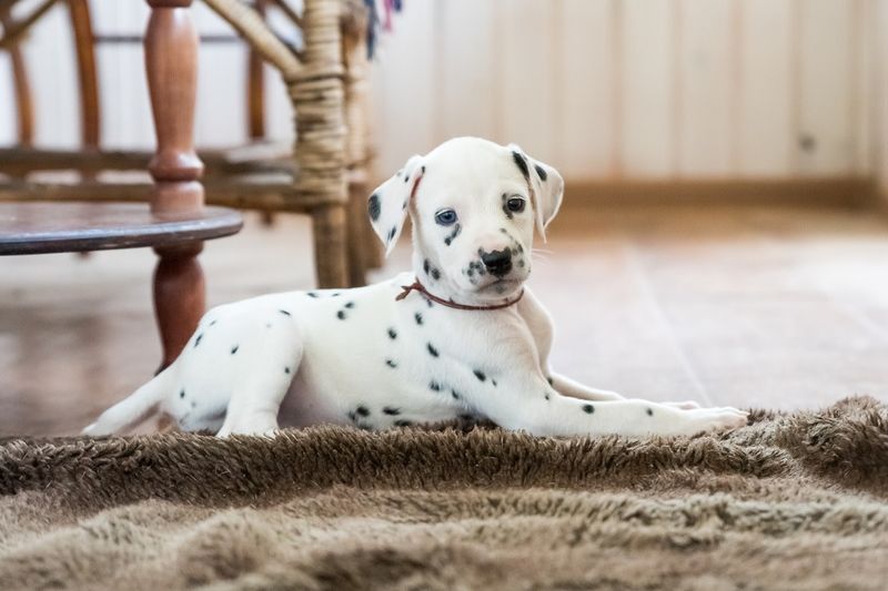 Dalmatian