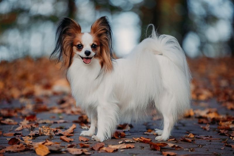 Papillon