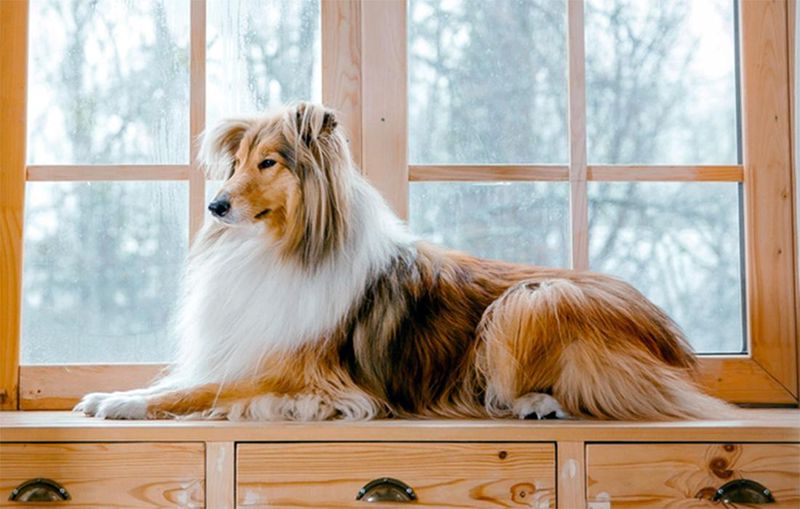 Collie