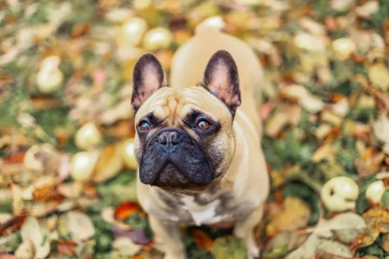 French Bulldog