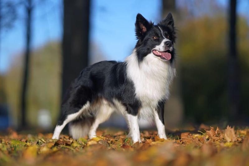 Border Collies: Too Smart For Their Own Good