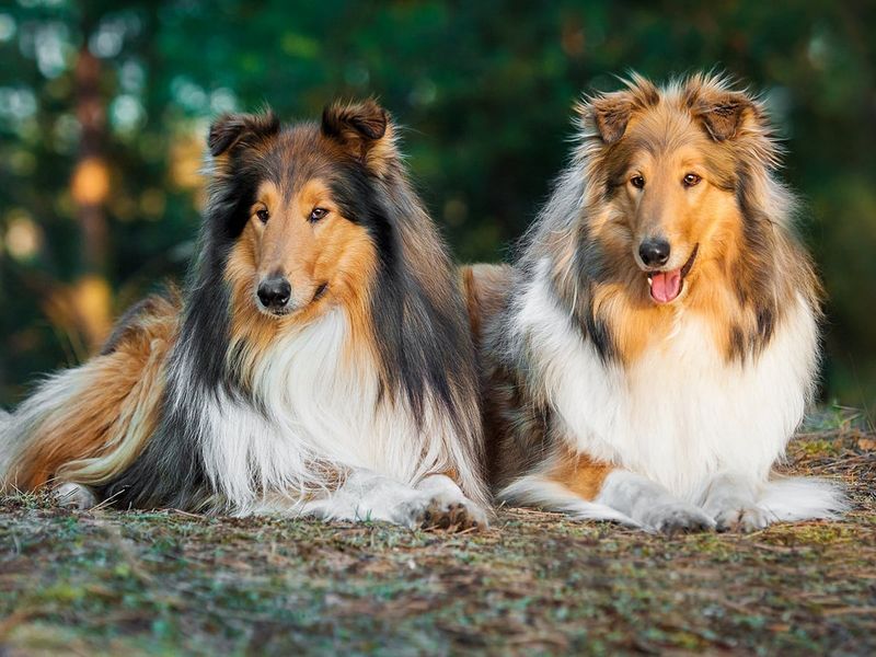 Rough Collies