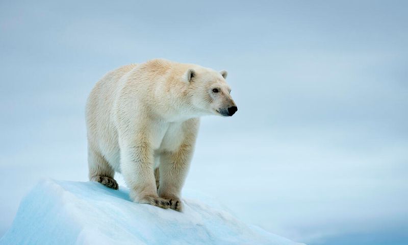 Polar Bear